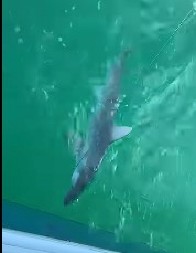 GIGANTSKA NEMAN U JADRANSKOM MORU Istarski ribar je snimio na površini, nećete verovati kako izgleda ova zver (VIDEO)