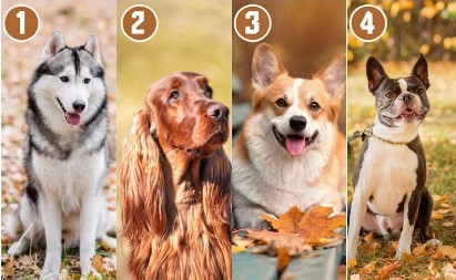 ODABERITE PSA KOJI VAM SE NAJVIŠE DOPADA NA SLICI Saznajte šta vas vodi kroz život