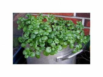 OVO JE NAJZDRAVIJA NAMIRNICA NA SVETU, A VEĆINA SRBA JE U ŽIVOTU NIJE NI OKUSILA  Raste na našem podneblju i čini čuda za organizam