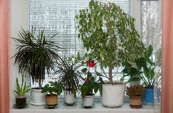 NE DOZVOLITE DA BILJKE ISPAŠTAJU Izbegnite ovih 6 grešaka kada ih unesete unutra, mogu potpuno da ih unište