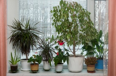 NE DOZVOLITE DA BILJKE ISPAŠTAJU Izbegnite ovih 6 grešaka kada ih unesete unutra, mogu potpuno da ih unište