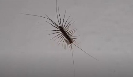 VIC DANA Prelaze sve životinje iz džungle na severni pol...