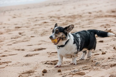 MAJSTORE, TAKO SE TO RADI Pogledajte kako ovaj pas igra odbojku na plaži u Riju - nema boljeg u ekipi