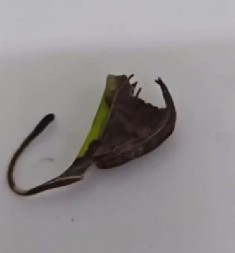 OVO JOŠ NISTE VIDELI Ljudi na mrežama potpuno  šokirani - Kakvo je ovo stvorenje?