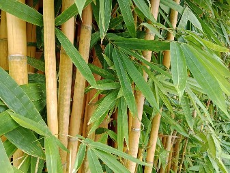 PRELEPA BILJKA SA KOJOM SE TEŠKO IZLAZI NA KRAJ Može lako da uništi celu baštu - iskusni baštovani savetuju šta da radite