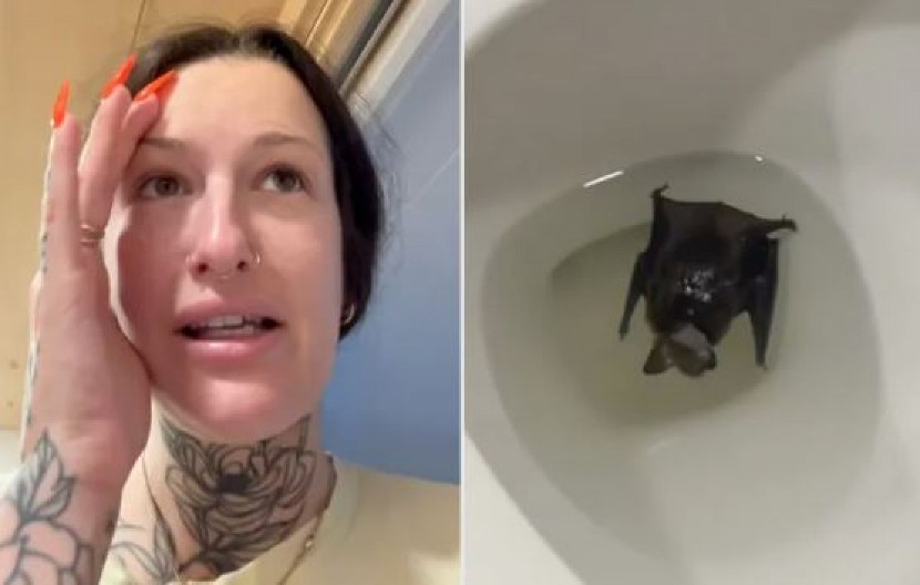 ŽENA U TOALETU DOŽIVELA ŠOK U WC šolji pronašla živi užas – strašnije nego da je zmija