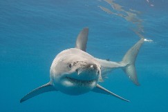 VELIKA BELA AJKULA VIĐENA BLIZU POPULARNIH PLAŽA! Hitno izdato upozorenje