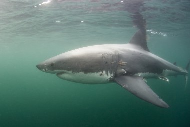DRON OTKRIO VELIKU BELU AJKULU KAKO SE PRIBLIŽAVA OBALI Vrebala je blizu najpopularnijih plaža - izdato je hitno upozorenje plivačima
