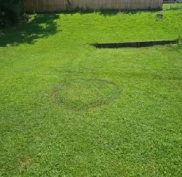 ČOVEK PRONAŠAO ČUDNE KRUGOVE NA TRAVNJAKU ISPRED KUĆE Internet se usijao i počele su da kruže razne teorije - jedna je baš zastrašujuća