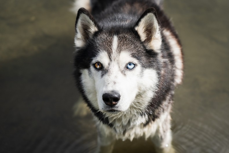 AKO IMATE PSA, RAD OD KUĆE OVAKO IZGLEDA U urnebesnom videu haski se nacrtao ispred kompjutera i ne pomera se