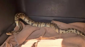 HOROR NA DEČJEM ROĐENDANU Majka otvorila poklon za ćerku, a iz kutije ispala živa zmija – mislila da je šala dok joj se nije pomerio jezik