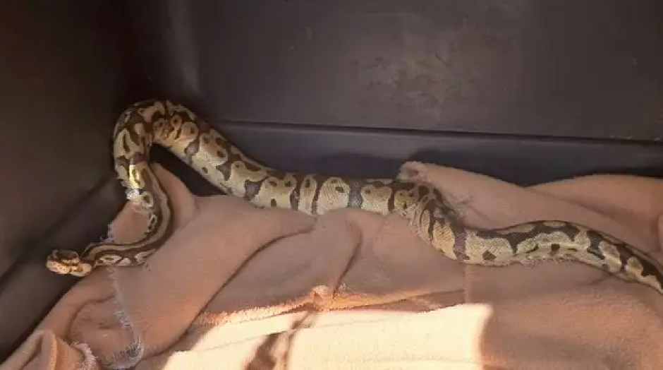 HOROR NA DEČJEM ROĐENDANU Majka otvorila poklon za ćerku, a iz kutije ispala živa zmija – mislila da je šala dok joj se nije pomerio jezik