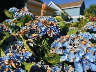 HORTENZIJE SU POČELE DA SE SUŠE?  Uz pomoć ovog genijalnog trika posle nekoliko sati biće opet bujne!