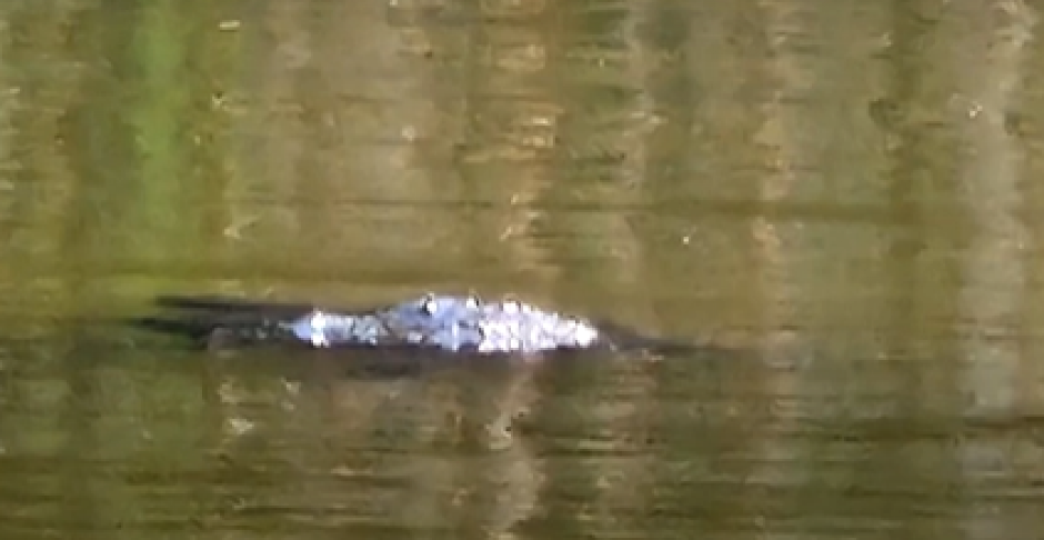 ISPLIVALO TELO NA KUPALIŠTU KOD ZRENJANINA Prolaznici na plaži  "Peskara"  ugledali jeziv prizor