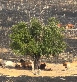 FOTOGRAFIJA KOJA JE OBIŠLA SVET Evo u čemu je tajna "čudesnog" drveta - jedinog koje je preživelo požar