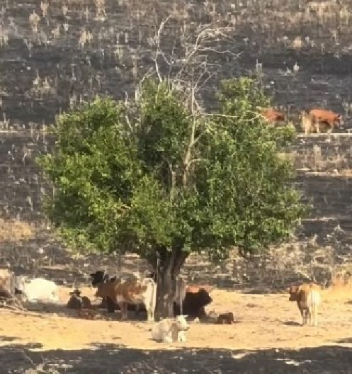FOTOGRAFIJA KOJA JE OBIŠLA SVET Evo u čemu je tajna "čudesnog" drveta - jedinog koje je preživelo požar
