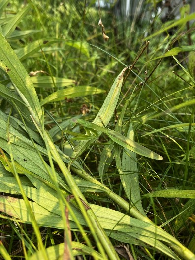 NE DIRAJTE OVOG INSEKTA Ako ga ubijete, prizivate nesreću – evo šta znači kada se pojavi!