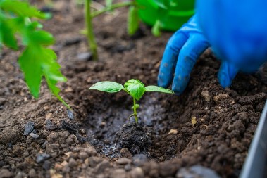 CRNA KAO SMRT, A DAJE ŽIVOT Biljke će procvetati kada u zemlju stavite ovu stvar, baštovani se kunu u nju