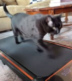 “POMER’ SE, SAD JE MOJ RED!” Mačak oterao gazdaricu sa trake i pokazao kako se to radi (VIDEO)