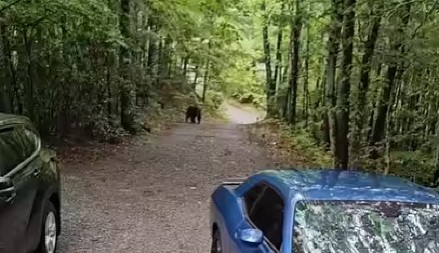 MEŠTANI ŠAR PLANINE POBESNELI ZBOG OVOG PRIZORA! Videli su ga kako šeta deponijom! (VIDEO)