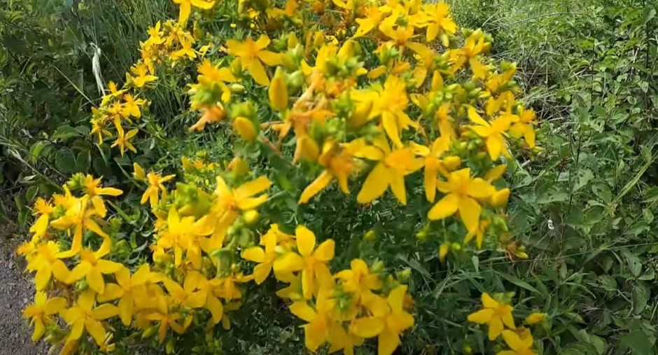 Zašto su naši preci verovali u moć kantariona