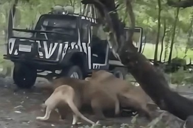 ČOPOR LAVOVA POJEO ČUVARA PRED TURISTIMA! Jeziv snimak, raskomadali ga, kamera sve snimila!