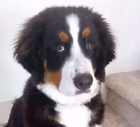 OVAJ PAS GLUMI ZA OSKARA Pogledajte samo to pretvaranje - ljudi na mrežama plaču od smeha