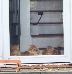 MAČKE SU OPSEDNUTE PRIZOROM S TERASE Istopićete se kad vidite šta ih hipnotiše svakog dana!