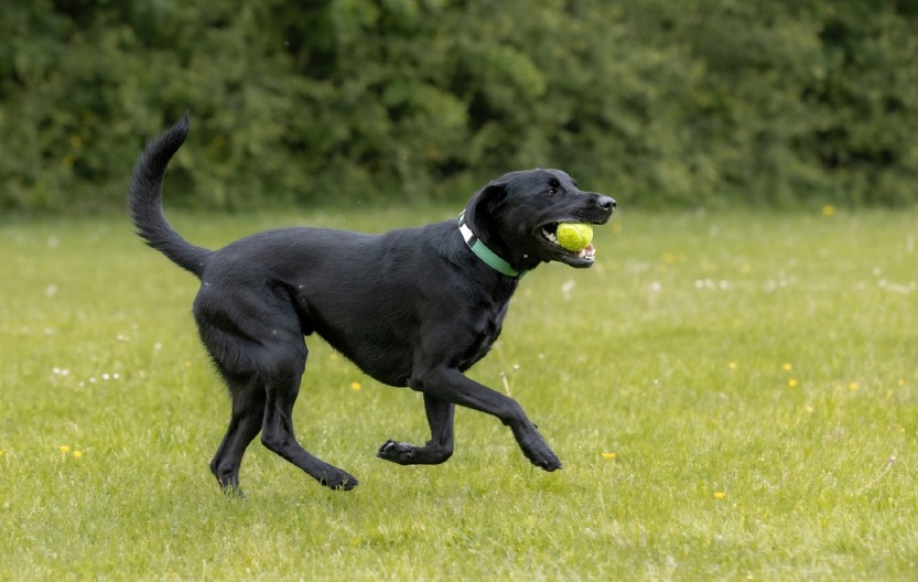 IZNENADIĆETE SE Ovih 5 rasa pasa su najpopularnije u Americi