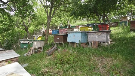 SRBIJA, ZEMLJA MEDA Proizvedeno je 15.000 tona, evo koliko košnica imamo