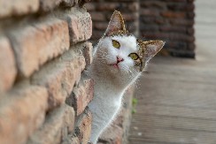 ŠTA MAČKE RADE KADA POBEGNU OD KUĆE? Pogledajte ovu scenu- kao iz akcionog filma