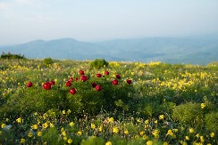 Vile sa Radana: Da li još uvek čuvaju blago i igraju vilinska kola?