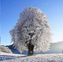 DA LI STE NA SLICI PRVO VIDELI DRVO ILI LAVA? Odgovor otkriva duboko skrivene crte vaše ličnosti