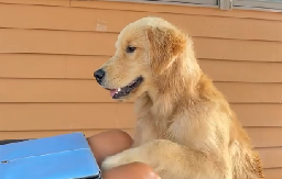 DOSTA SI RADILA ZA DANAS Pogledajte odlučnost ovog retrivera koji brani vlasnici da radi kod kuće - video je hit