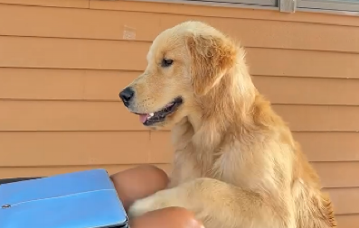 DOSTA SI RADILA ZA DANAS Pogledajte odlučnost ovog retrivera koji brani vlasnici da radi kod kuće - video je hit