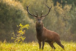 OGROMAN JELEN POBEGAO IZ ZOO VRTA I OPUŠTENO LUTAO ŠUMOM Potraga je trajala danima - evo kako se završila