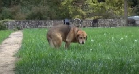 “LEŽI, NE JEDE I NE PIJE” Najtužnija priča nakon Halidove smrti