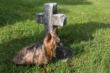 PAS SE DANIMA NE ODVAJA OD GROBA SVOJE PREMINULE VLASNICE Snimak koji kida dušu na komade!