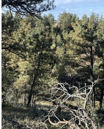 MOŽETE LI VI PRVI DA GA PRONAĐETE? Samo 1% ljudi uspe da vidi jelena na slici – optička iluzija koja zbunjuje ceo internet!