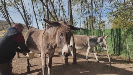 Ko kaže da su glupi? Pogledajte kako magarac parkira bolje od većine vozača