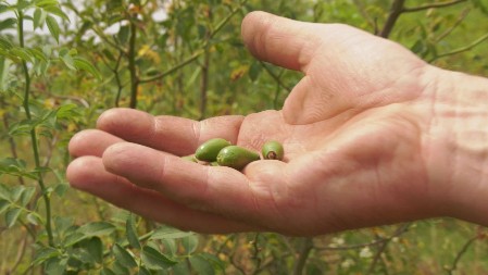 Biljka koja donosi ozbiljne pare – od nje su naše bake pravile džemove
