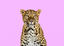 LEOPARD DOBIO BUNDEVU, PA NAPRAVIO HAOS Pogledajte samo šta radi - ovo je čista radost