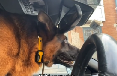 POGLEDAJTE REAKCIJU OVOG PSA KOJI SE ZAGLAVIO U SAOBRAĆAJU Baš se iznervirao - video je hit