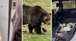 MEDVED PROVALIO U KUĆU ŽENE, ZATIM UNIŠTIO NJEN AUTOMOBIL Haos u selu (FOTO)