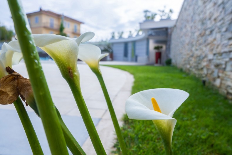 OVOM PRELEPOM CVEĆU NIJE MESTO U KUĆI Veruje se da donosi nesreću i bedu - evo šta da uradite ako ga dobijete na poklon