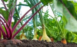 Trikovi o kojima vrtlari ćute: Uz ove korake vaše biljke će bujati kao nikad pre