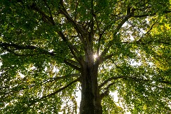 ZELENI TUNEL U SRCU GRADA Biser Kikinde među najlepšima na svetu VIDEO