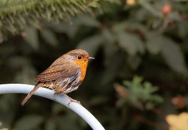 CRVENDAĆI ĆE STALNO POSEĆIVATI VAŠU BAŠTU AKO URADITE JEDNU STVAR Evo čemu neće odoleti