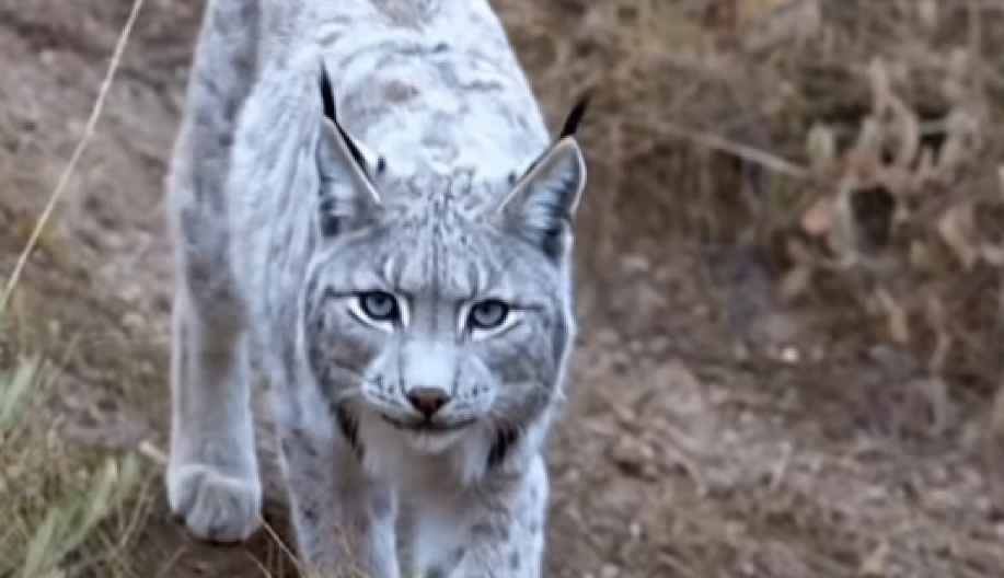 FOTOGRAFU UPALA SEKIRA U MED Snimio je izuzetno retku divlju mačku - naučnici se sada pitaju samo jedno