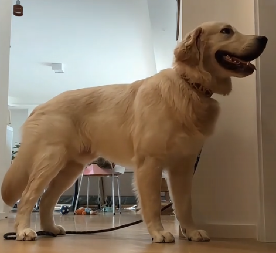 POGLEDAJTE REAKCIJE PASA NA NEOBIČNO PONAŠANJE NJIHOVIH VLASNIKA Ljudi na mrežama plaču od smeha